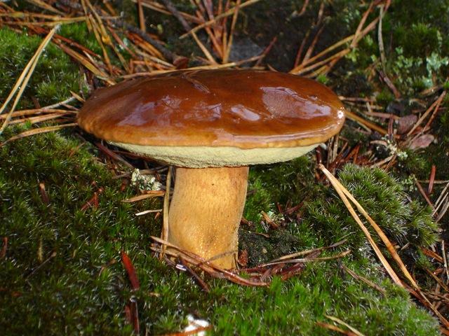 La saison des champignons La saison des champignons