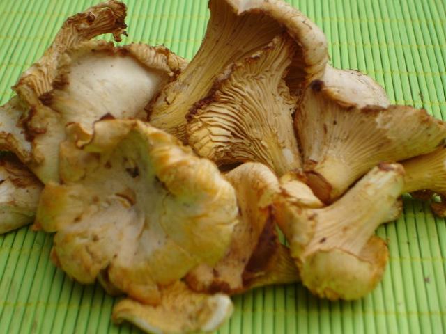 La saison des champignons La saison des champignons