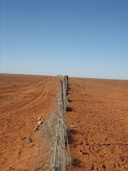 La clôture anti-dingo