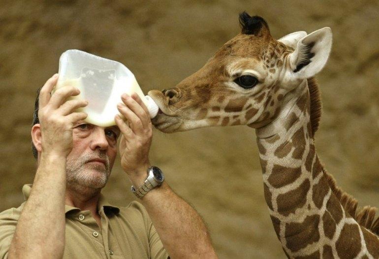 Bébé girafe