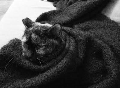 Le weekend, les petits chats dorment aux chaud...