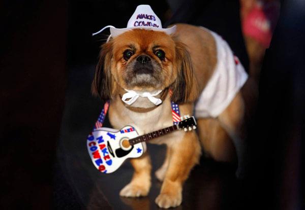 Chiens déguisés pour Halloween