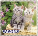 bisous_chat