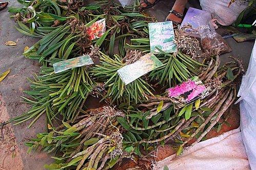 Udonthani: Des orchidées vendues au kilo.