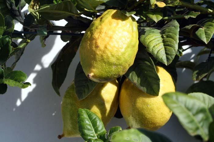 Etrog citron cedrat Citrus medica