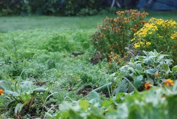 L'automne, un hamac mou dans la brume matinale L'automne, un hamac mou dans la brume matinale