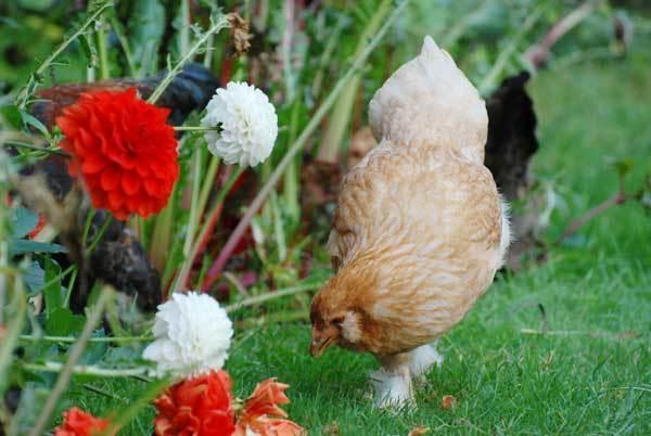 L'automne, un hamac mou dans la brume matinale L'automne, un hamac mou dans la brume matinale