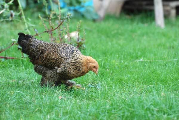 L'automne, un hamac mou dans la brume matinale L'automne, un hamac mou dans la brume matinale