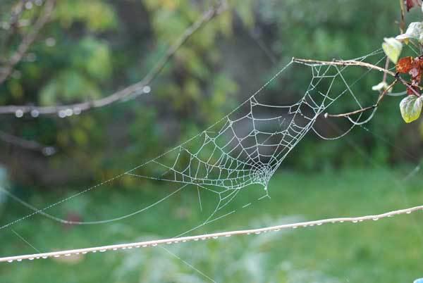 L'automne, un hamac mou dans la brume matinale L'automne, un hamac mou dans la brume matinale