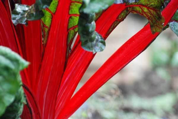 L'automne, un hamac mou dans la brume matinale L'automne, un hamac mou dans la brume matinale