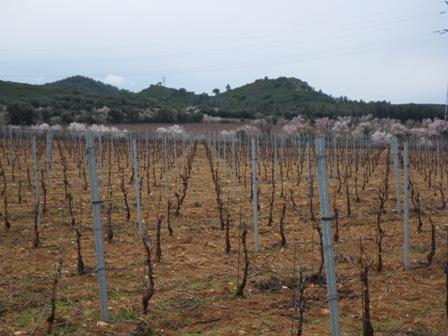 Vignes du domaine Roque Sestière après la taille hivernale