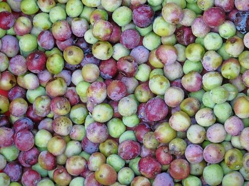 De la récolte des olives à la réalisation de l'huile d'olive
