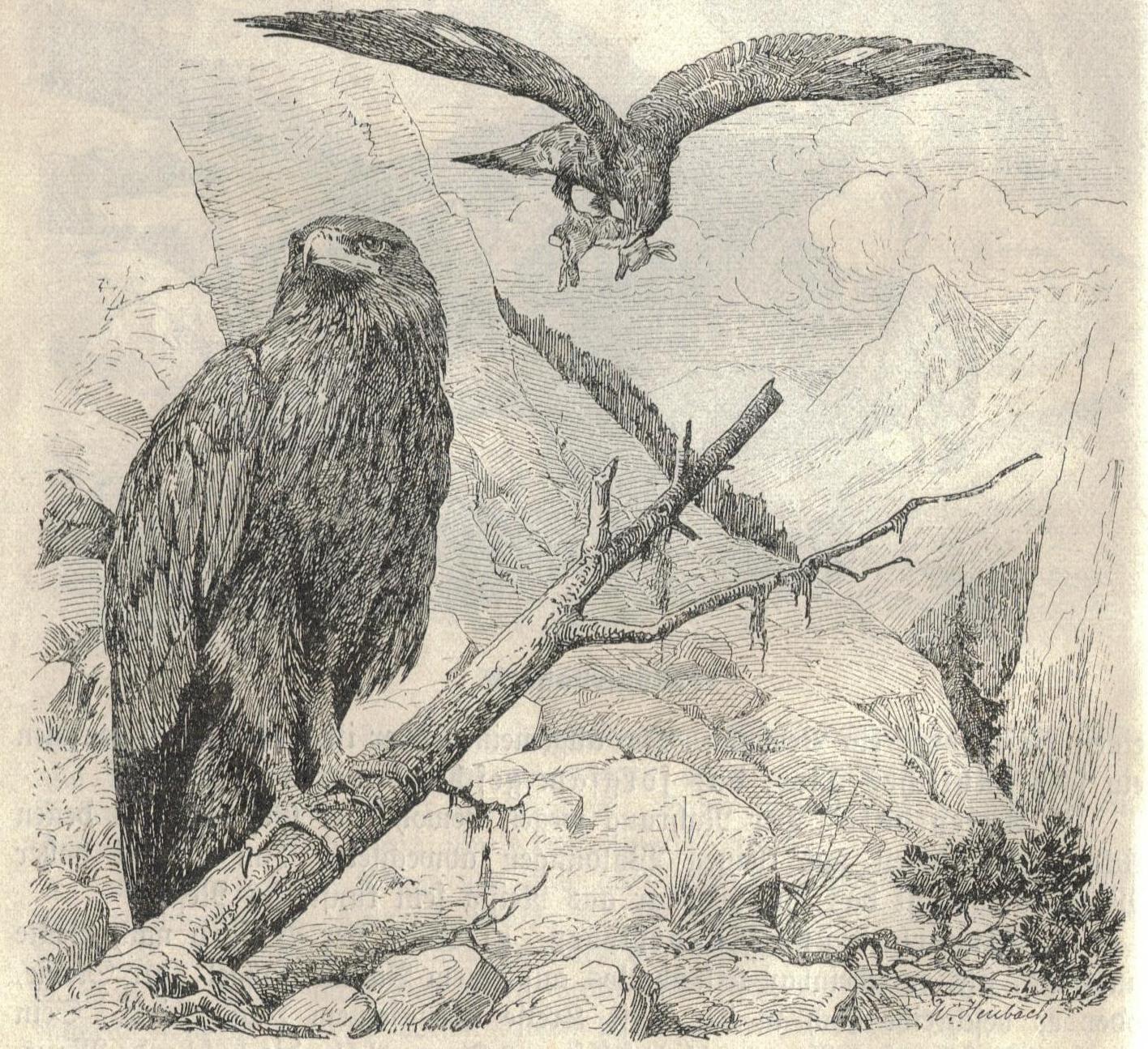 L'aigle à toutes les sauces. L'aigle à toutes les sauces.