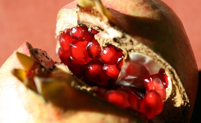 Pomegranate grenade Punica granatum