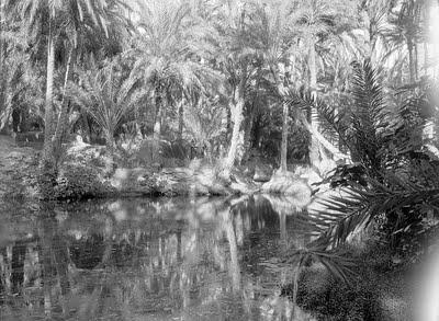 A Nefta, sous l’Ombre des Palmiers