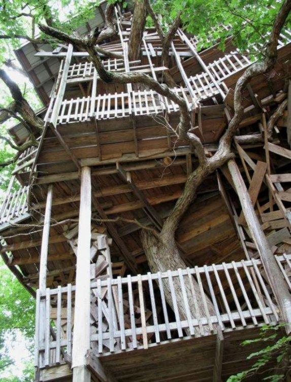 Maison dans un arbre ( bis )