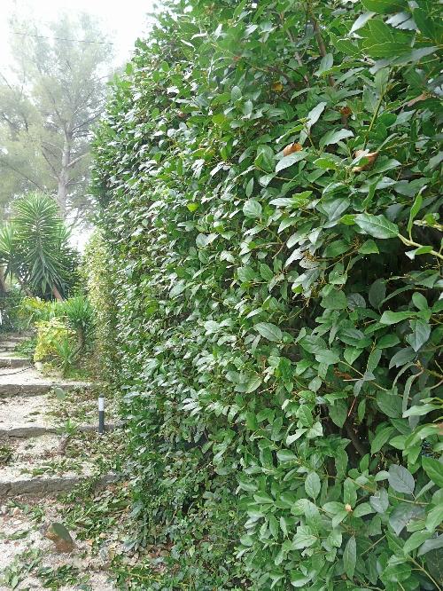 Journal du 31 octobre 2009 : champignons, olives et coings ! Journal du 31 octobre 2009 : champignons, olives et coings !