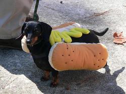 L'incontournable hot-dog