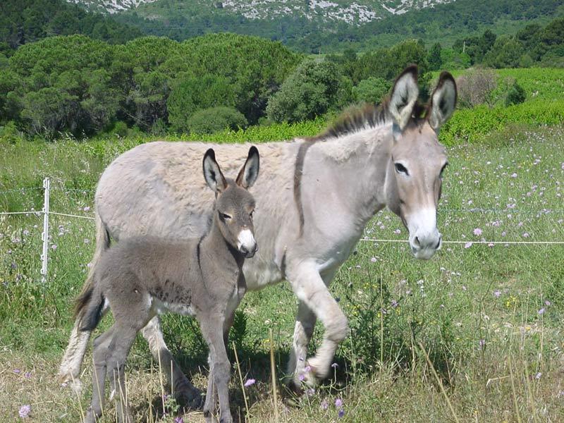 Les 2 ânes du Domaine Les 2 ânes du Domaine