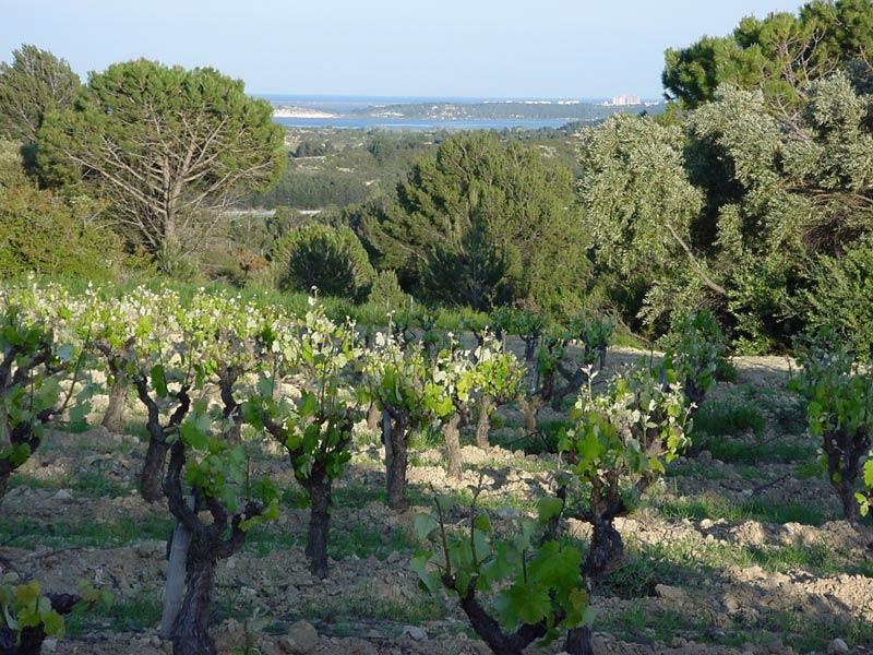 vignes-et-mer vignes et mer coup de coeur Le Domaine des 2 Anes : quand la nature sublime les Corbières.