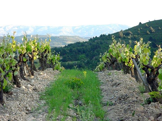 vignes-et-bio vignes et bio coup de coeur Le Domaine des 2 Anes : quand la nature sublime les Corbières.