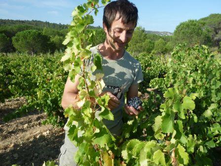 Dominique Terrier à l'oeuvre dans ses vignes Dominique Terrier à l'oeuvre dans ses vignes