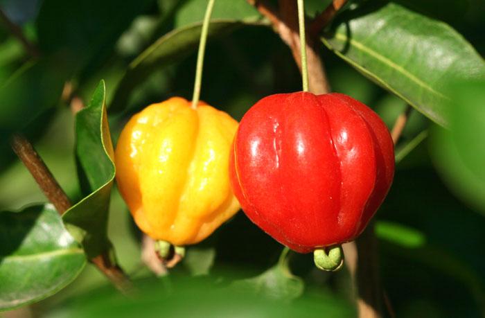 Pitangas cerise de Cayenne surinam cherry