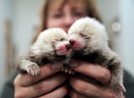 En voie de disparition(2) En voie de disparition(2)