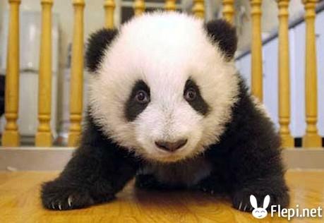 En voie de disparition(2) En voie de disparition(2)