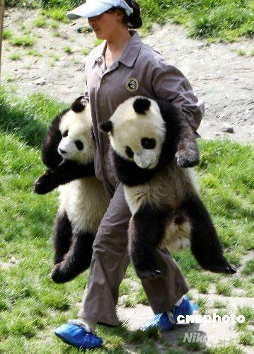 En voie de disparition(2) En voie de disparition(2)