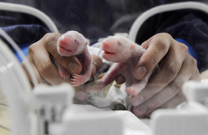 En voie de disparition(2) En voie de disparition(2)