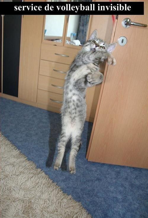 Les chats pensent et font comme les humains Les chats pensent et font comme les humains