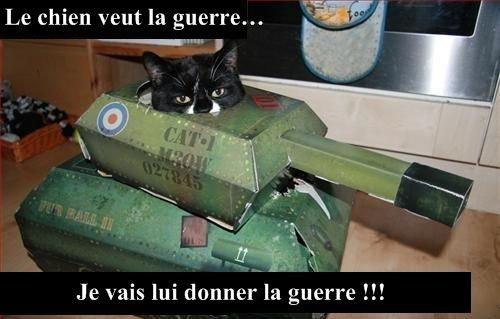 Les chats pensent et font comme les humains Les chats pensent et font comme les humains