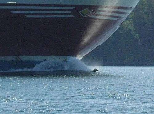 photo caribou nage devant ferry humour insolite