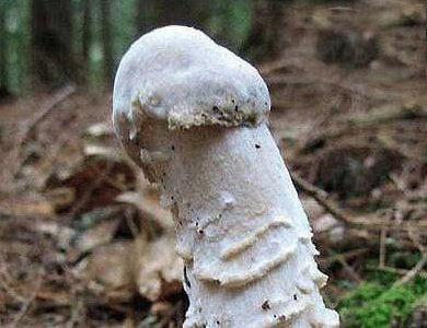 photo champignon sexe érection humour insolite