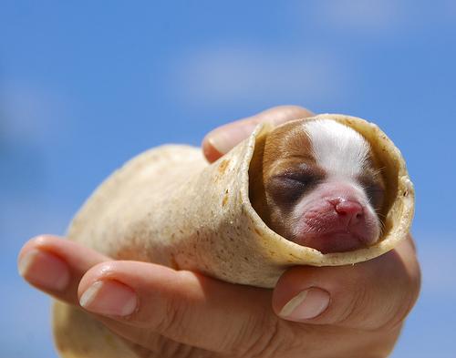 photo burritos chien humour insolite