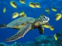 Les tortues de mer vont aussi au paradis...