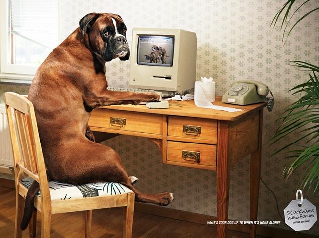 La pub du jour : Que fait votre chien pendant votre absence ? pub abris chien