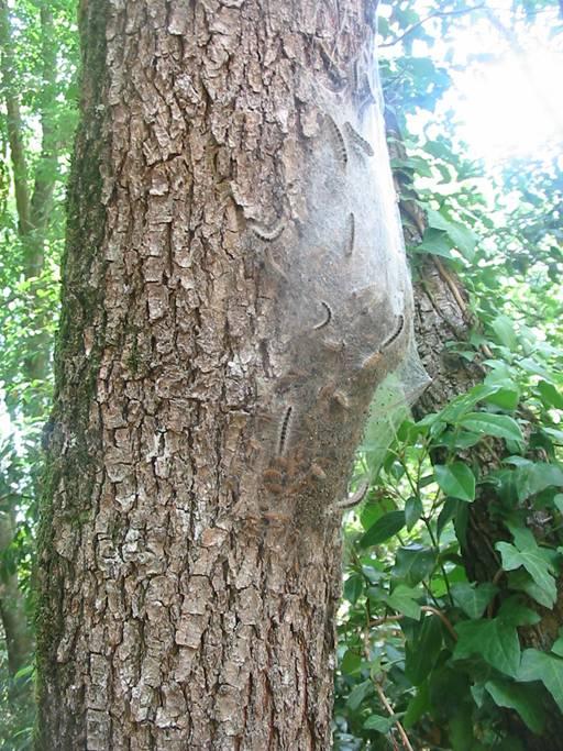 Les chenilles processionnaires Les chenilles processionnaires