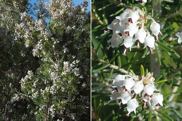 La naissance d’une pipe en bruyère ... La naissance d’une pipe en bruyère ...