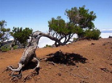 La naissance d’une pipe en bruyère ... La naissance d’une pipe en bruyère ...