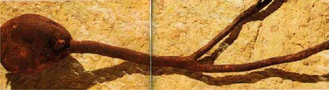 La naissance d’une pipe en bruyère ... La naissance d’une pipe en bruyère ...