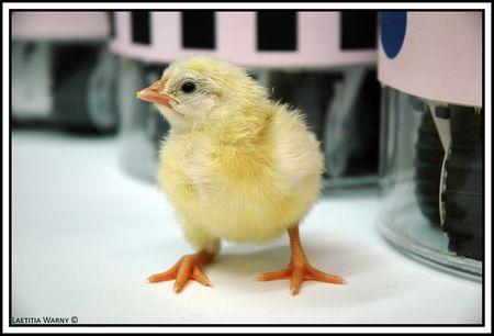 Pour la science. DSC_0021_copie