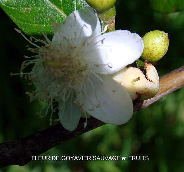 Opération jardinage à Papeete goyavier-sauvage-fleur-et-fruit.1257179574.jpg