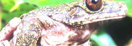 Biodiversite Biodiversite