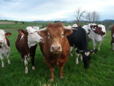 Je pars dans le Forez (les vaches)