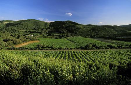 Les vignes du domaine