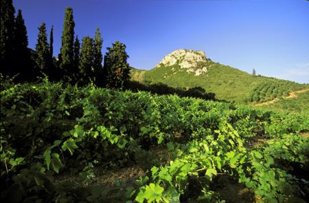 Les vignes du domaine