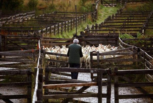 Vente de moutons aux enchères