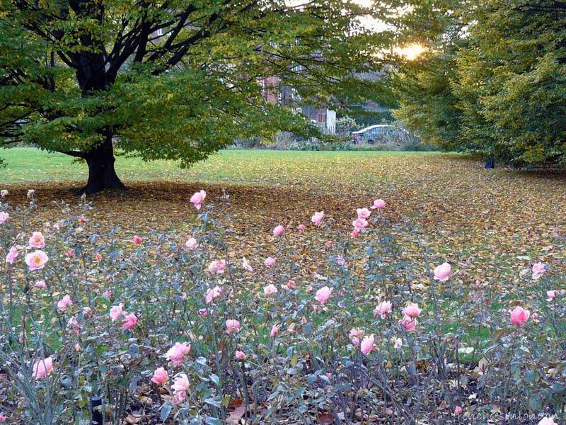 Balade guidée dans Regent's park Balade guidée dans Regent's park